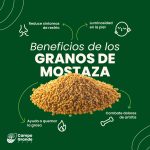 Grano de mostaza - Imagen 2