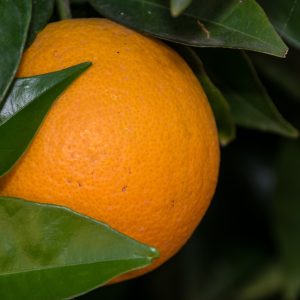 compra y venta de hoja de naranja en polvo Peru por mayor y menor a Lima y provincias