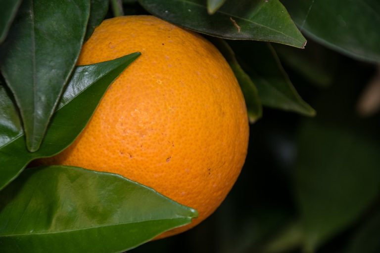 compra y venta de hoja de naranja en polvo Peru por mayor y menor a Lima y provincias