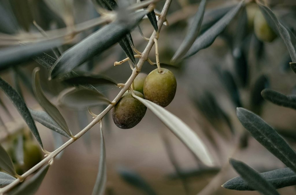 aceituna en el embarazo campo grande