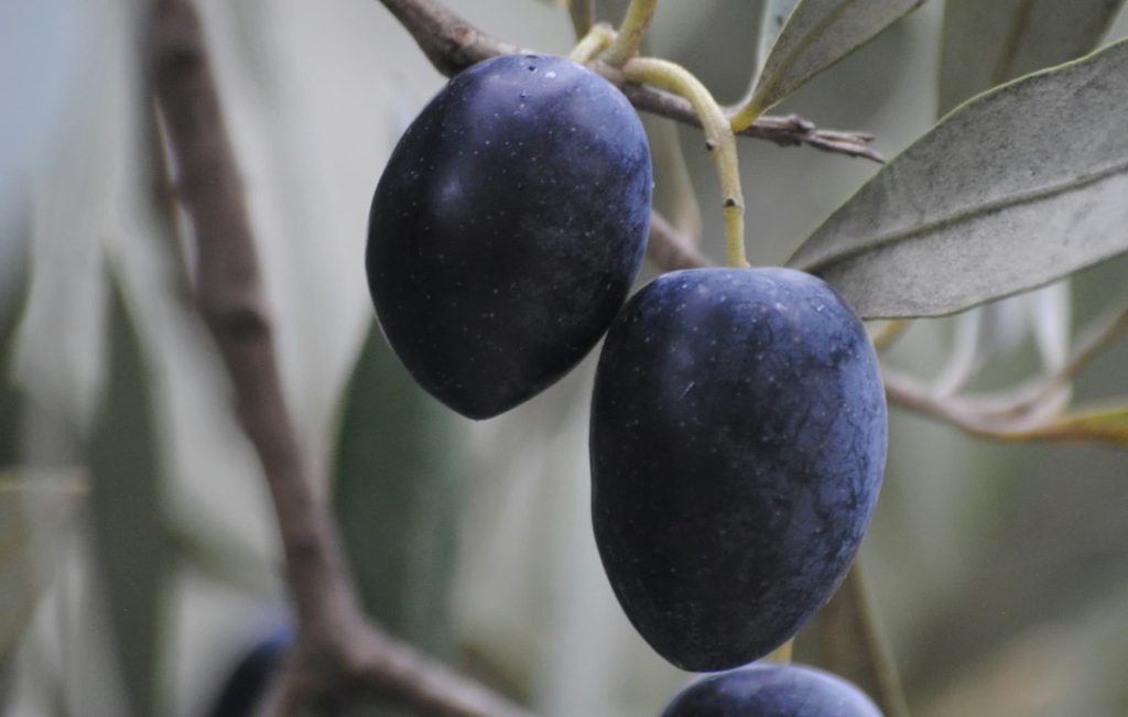 aceituna en el embarazo peru lima
