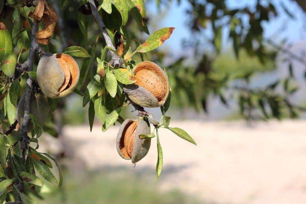 almendro