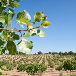 arbol de pistacho campo grande peru lima y provincias