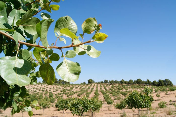 arbol de pistacho campo grande peru lima y provincias