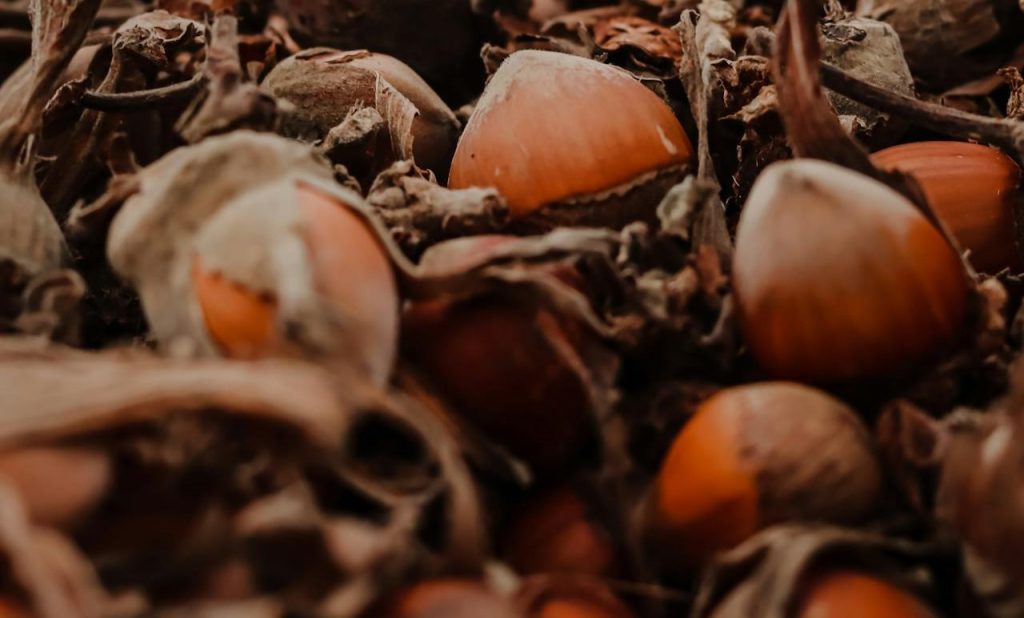 avellanas para purgar campo grande peru lima y provincias