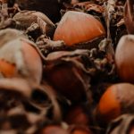 avellanas para purgar campo grande peru lima y provincias