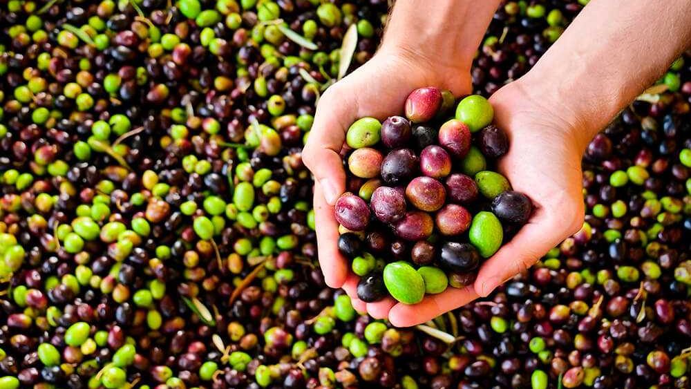 beneficios de la aceituna muestra 1 edited