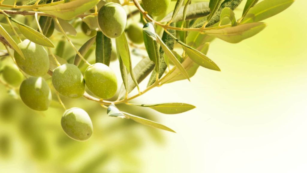 Beneficios de las aceitunas en Perú