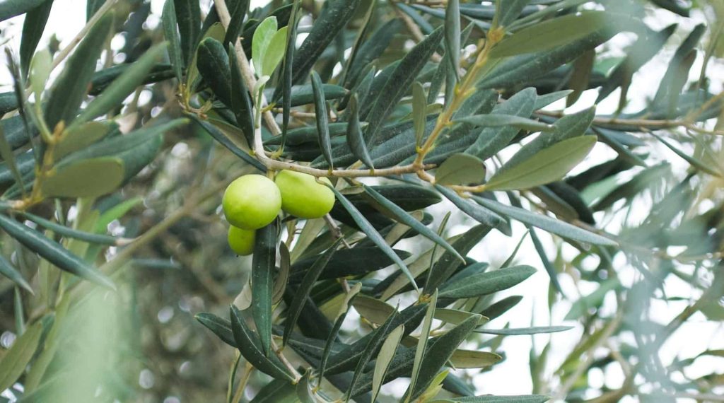 beneficios de las aceitunas peru campo grande
