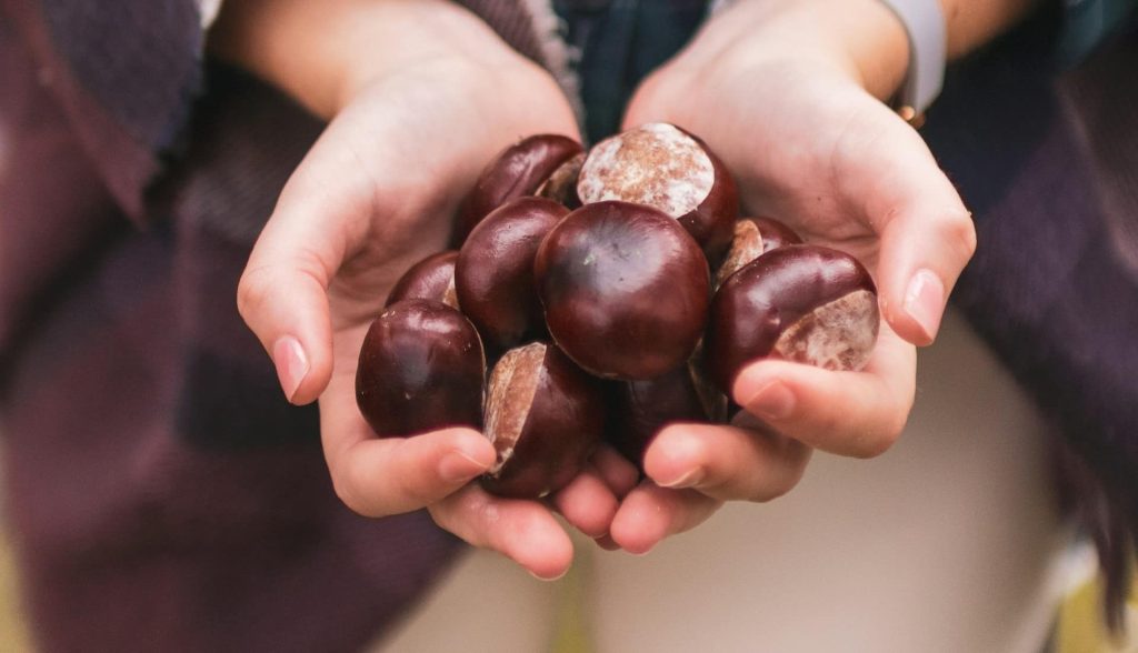 beneficios del aceite de castana campo grande