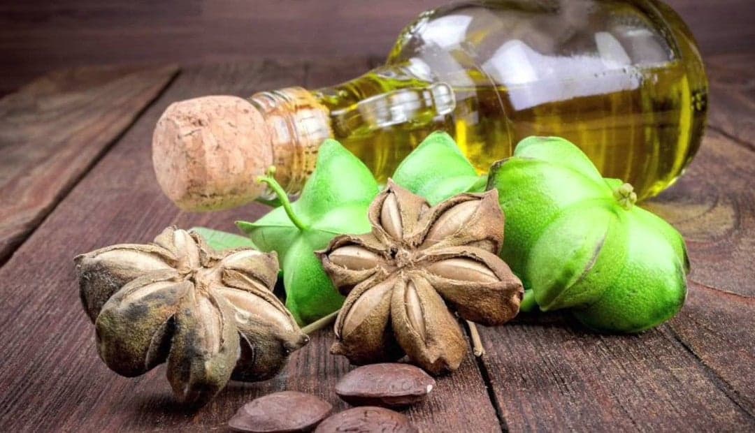 beneficios del aceite de sacha inchi campo grande peru lima y provincias