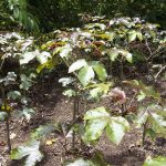 beneficios del piñon colorado campo grande peru lima y provincias