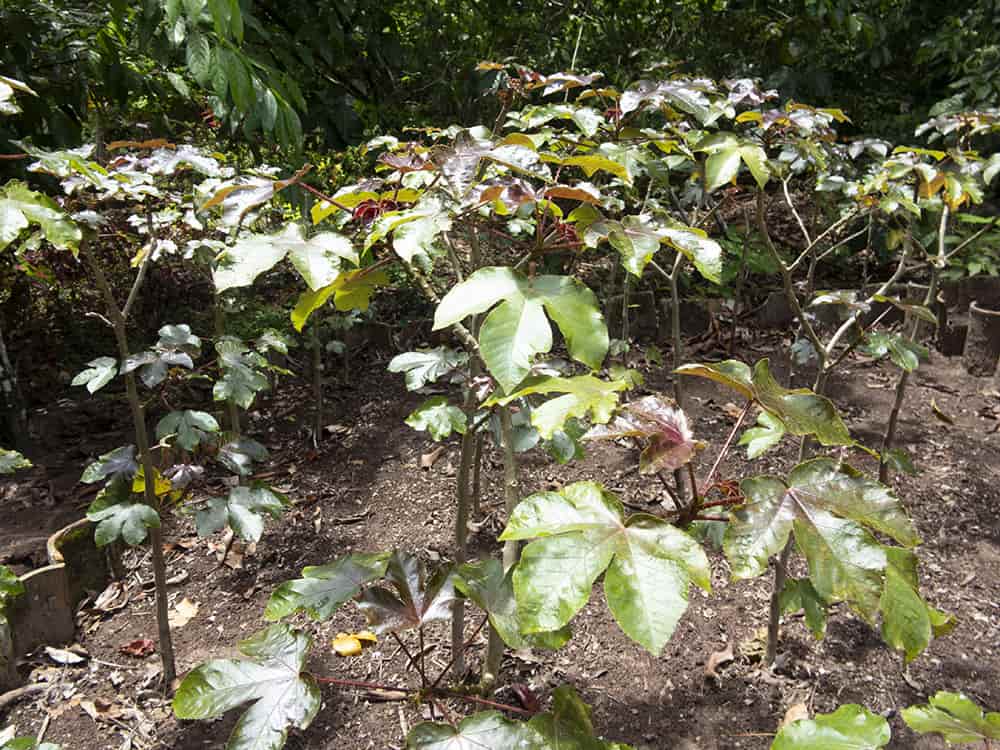 beneficios del piñon colorado campo grande peru lima y provincias