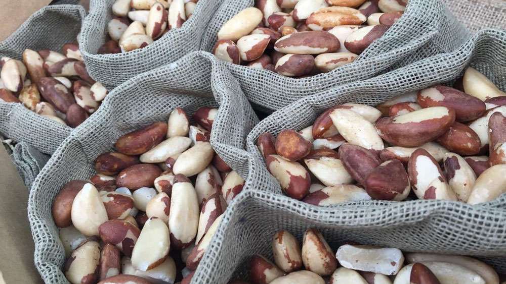castañas peruanas campo grande peru lima y provincias