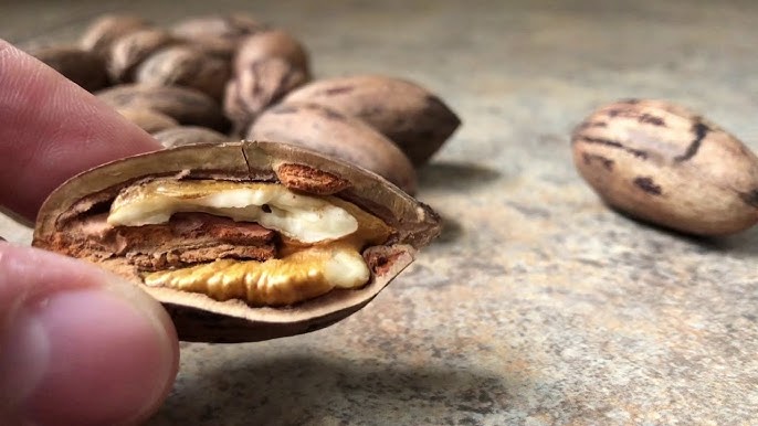 como germinar nueces pecanas 1