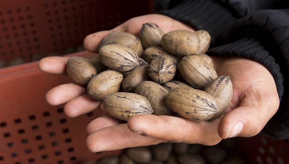 como germinar nueces pecanas 3