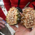 como pelar pinones campo grande peru lima y provincias