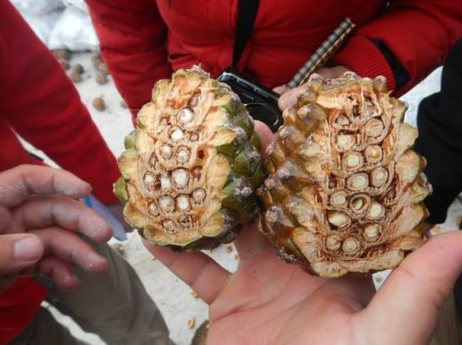como pelar pinones campo grande peru lima y provincias