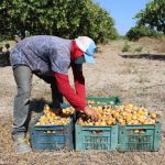 como se cosechan las castañas de caju campo grande peru lima y provincias