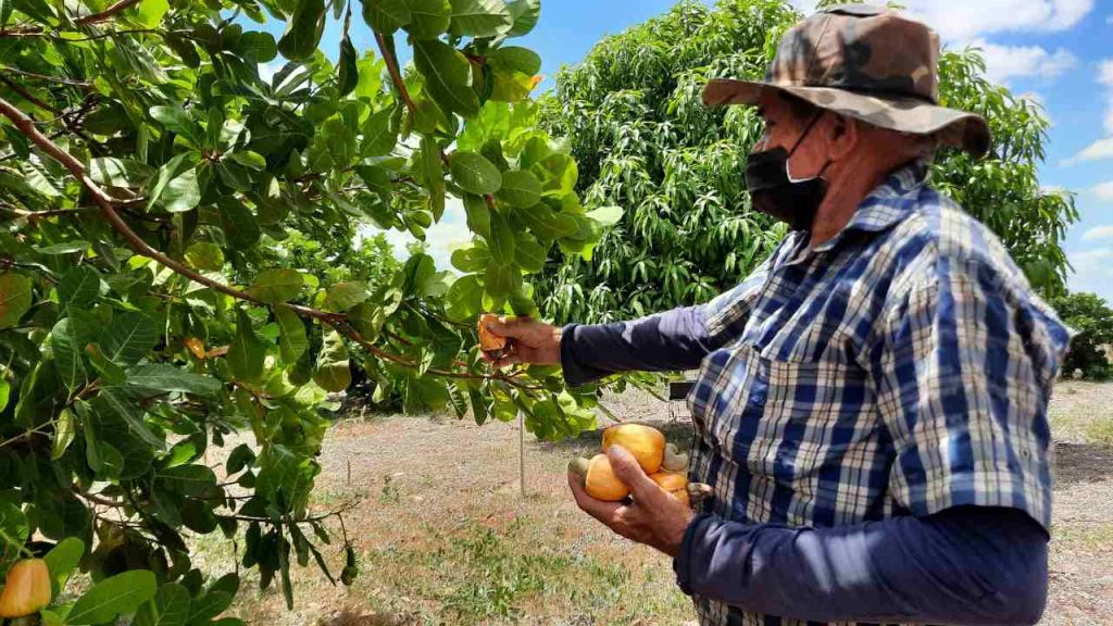como se cosechan las castanas de caju ejemplo