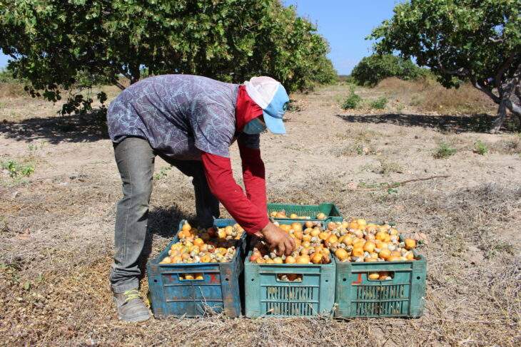 como se cosechan las castañas de caju campo grande peru lima y provincias