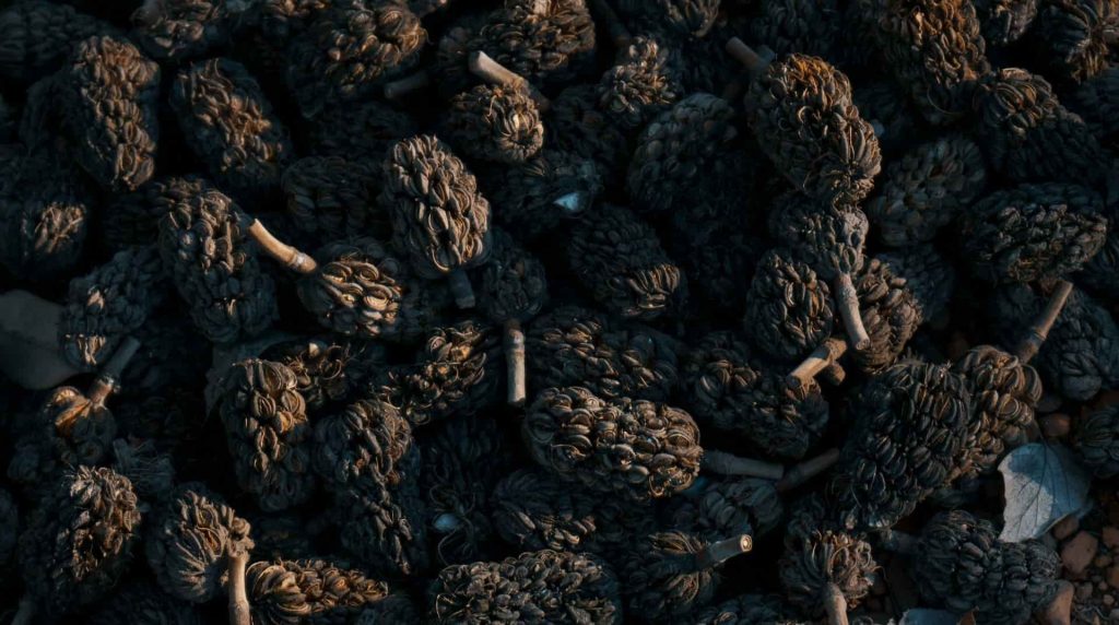 como se deshidratan las uvas pasas campo grande peru