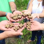 contraindicaciones del sacha inchi campo grande peru lima y provincias