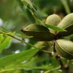 cuantos kilos produce una planta de pecana campo grande peru lima y provincias