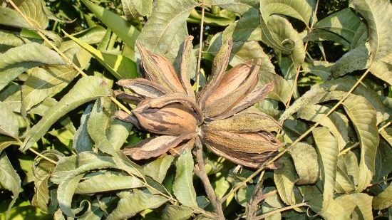 cuantos kilos produce una planta de pecana ejemplo compressed edited