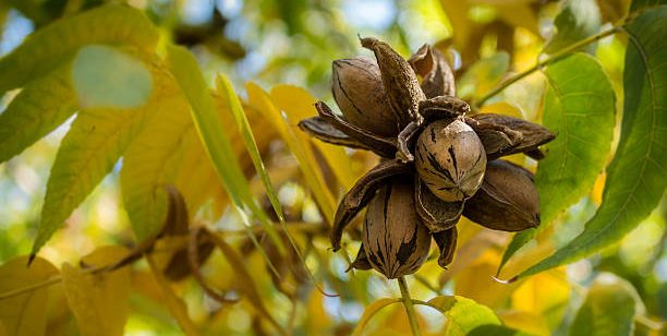 cuantos kilos produce una planta de pecana muestra e1709156119109