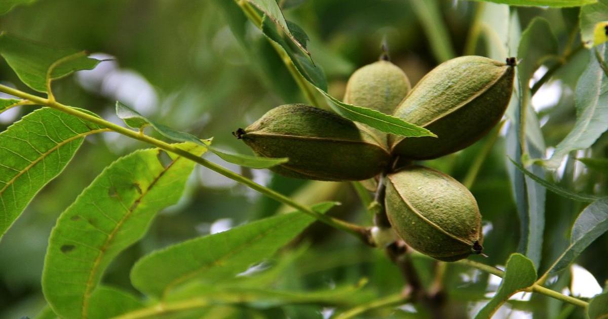 cuantos kilos produce una planta de pecana campo grande peru lima y provincias