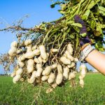 cultivo de mani campo grande peru lima y provincias