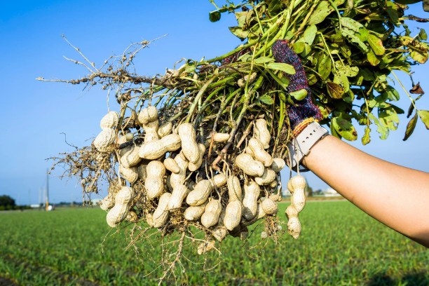 cultivo de mani campo grande peru lima y provincias