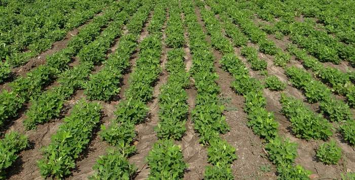 cultivo de mani muestra compressed