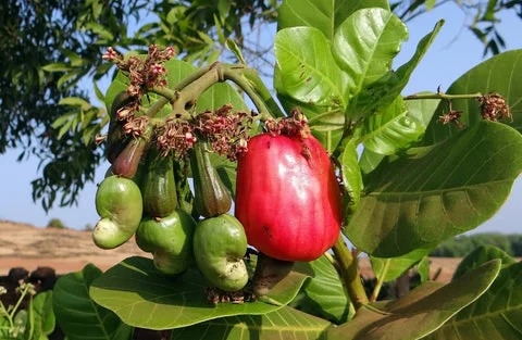 cultivo del anacardo ejemplo