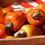 cultivo del anacardo campo grande peru lima y provincias