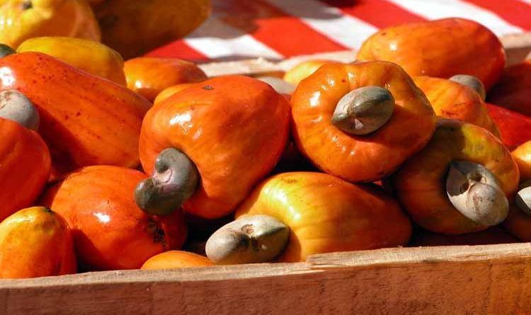 cultivo del anacardo campo grande peru lima y provincias