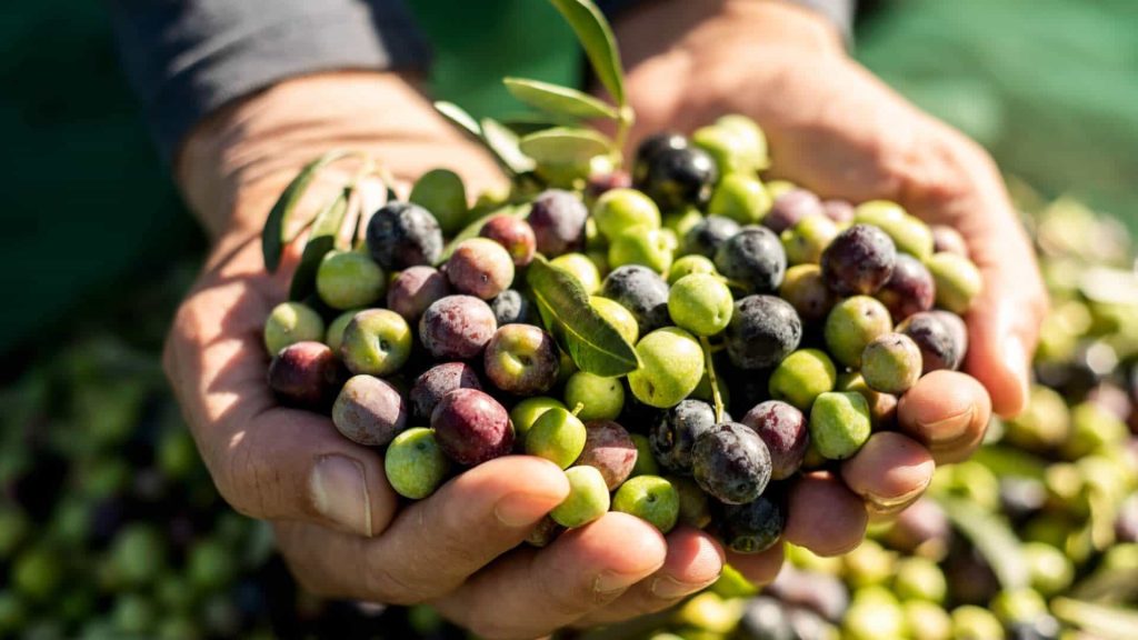desventajas de las aceitunas 1