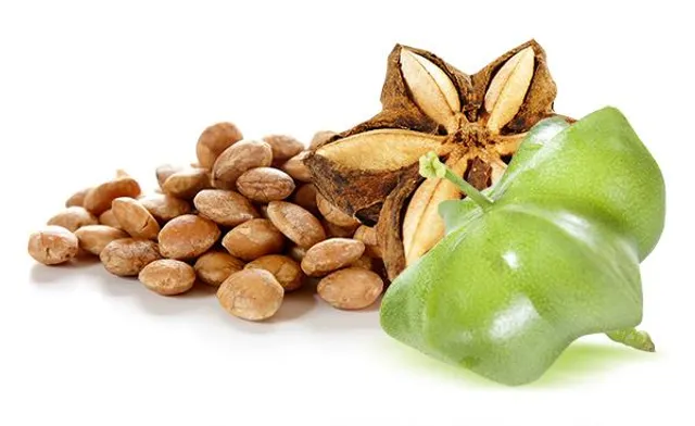 el sacha inchi campo grande peru lima y provincias