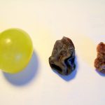 experimento de osmosis con uvas pasas campo grande perú lima y provincias