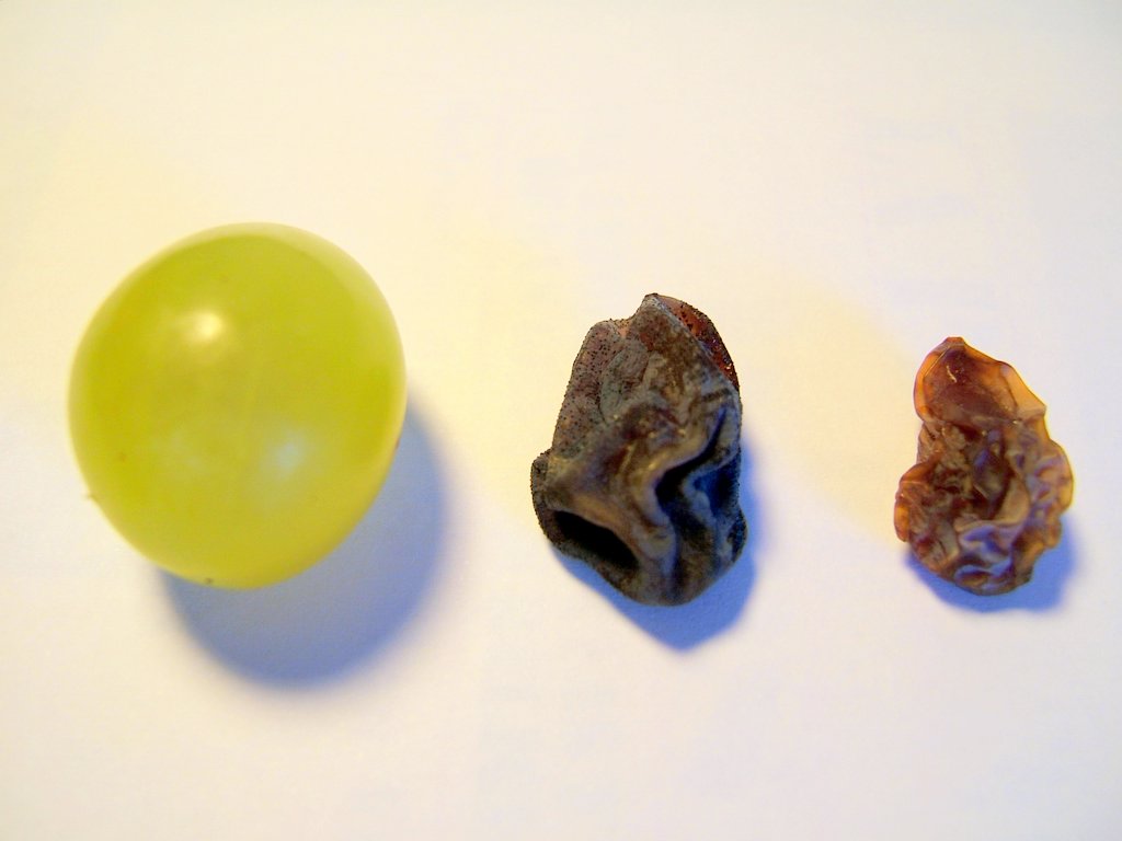 experimento de osmosis con uvas pasas campo grande perú lima y provincias