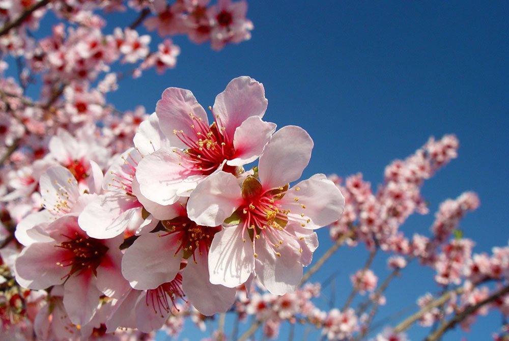 flor de almendro 1