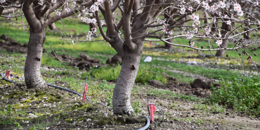 flor de almendro 4