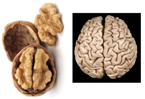 frutos secos para el cerebro 2