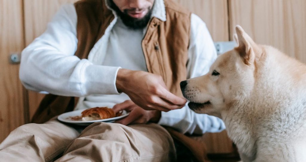 harina de avena para perros campo grande peru provincia
