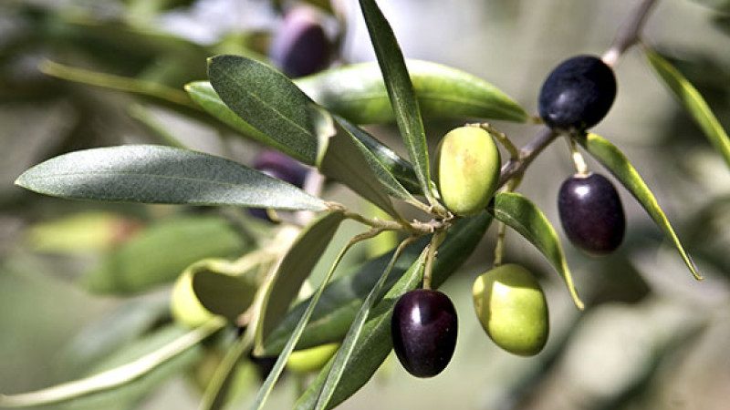 la aceituna es una fruta muestra 1 edited