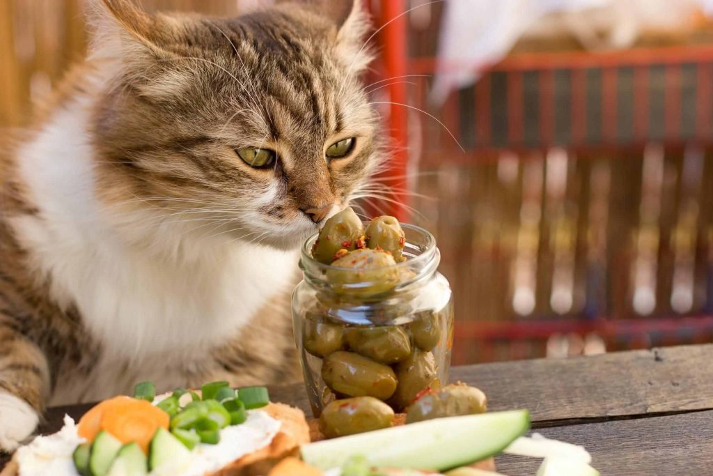 los gatos pueden comer aceitunas campo grande peru lima y provincias