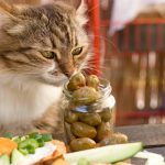los gatos pueden comer aceitunas campo grande peru lima y provincias