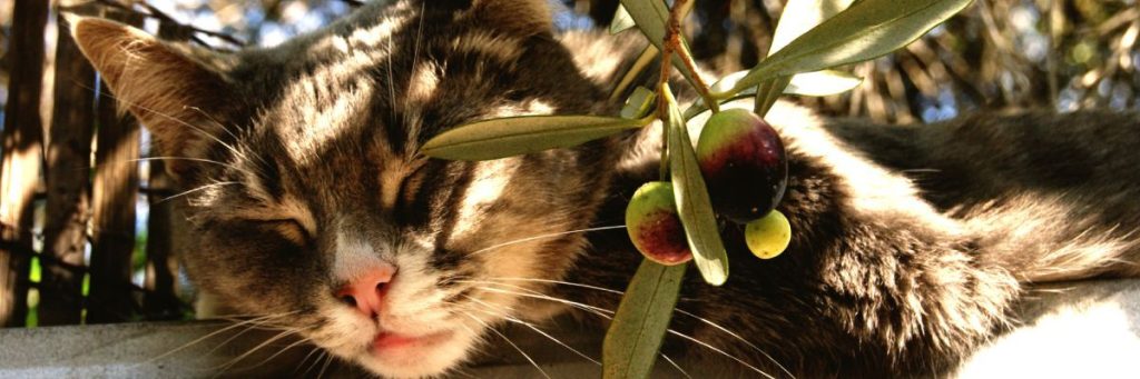 los gatos pueden comer aceitunas muestra 2