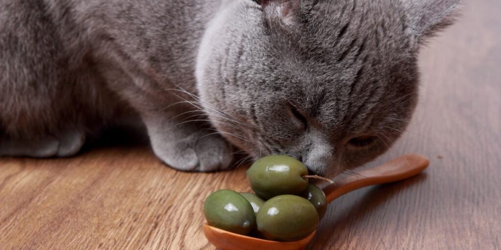 los gatos pueden comer aceitunas muestra